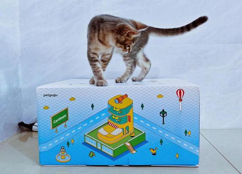 宠咕咕宠物智能喂食器 猫奴也能自由出门旅游